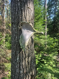 Some pics of local trails