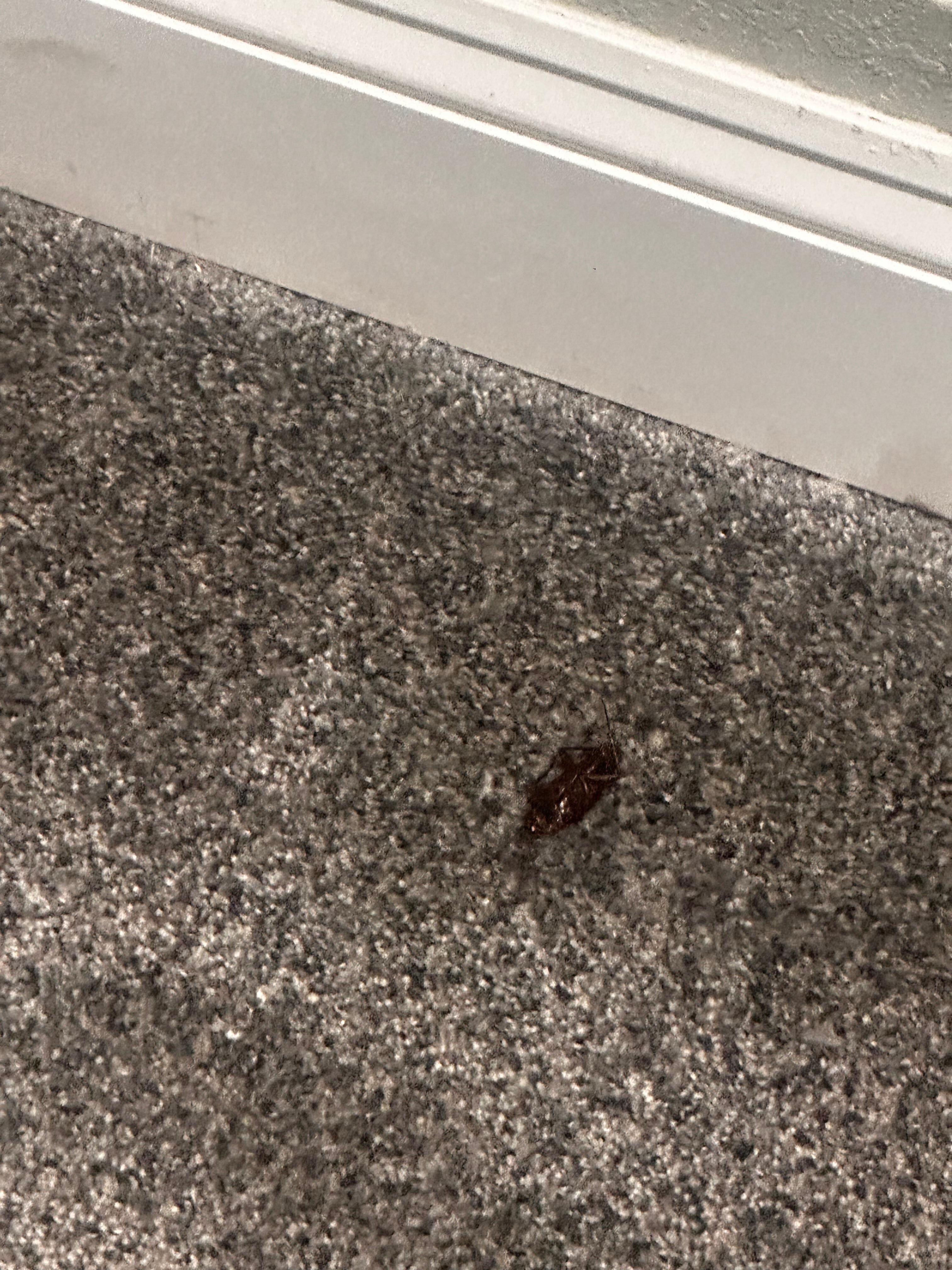 Roach on the floor 