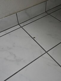 Cockroache by the toilet