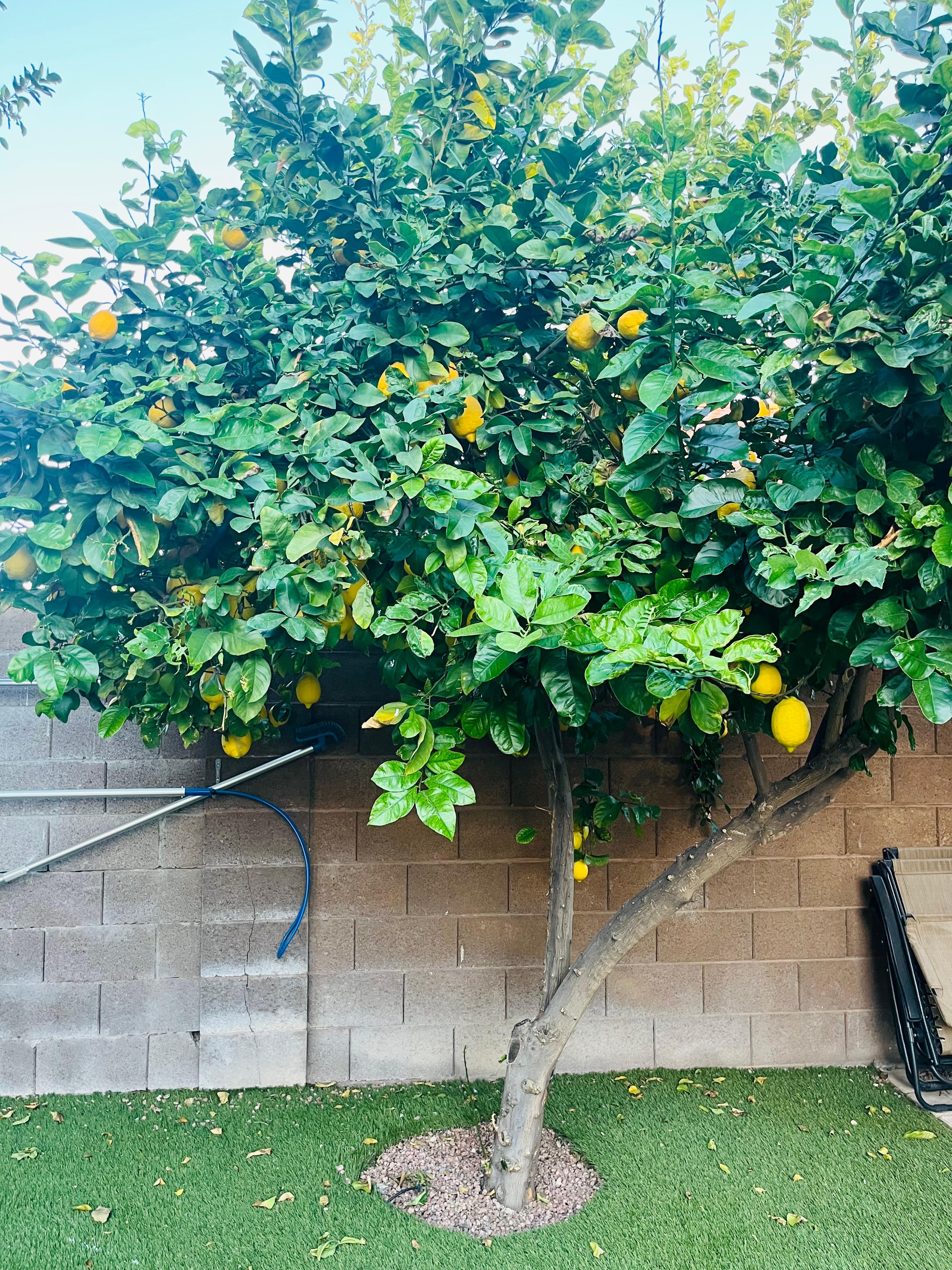 We loved having fresh lemons every day. 