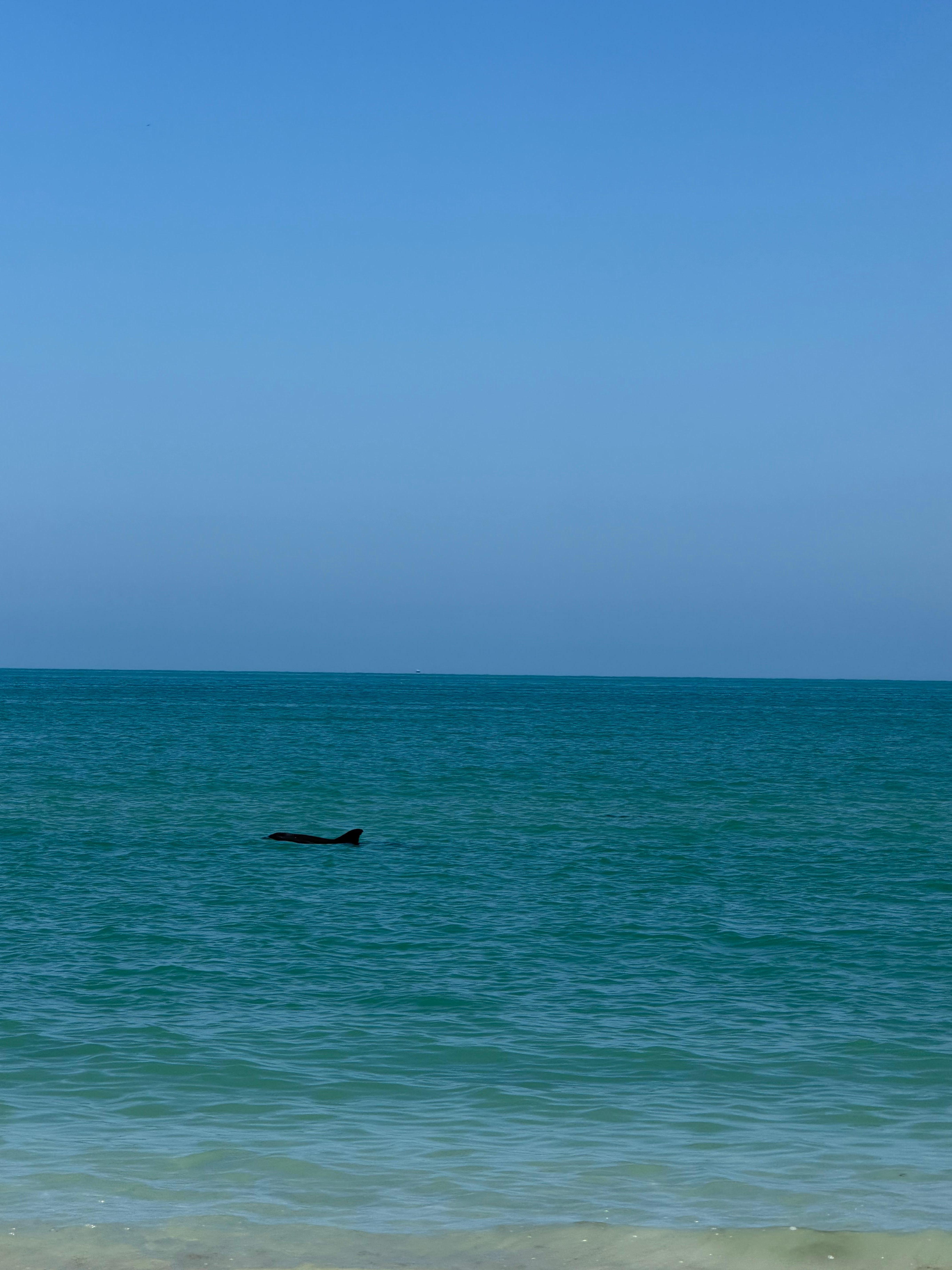 Dolphins swimming by us at the beach. 