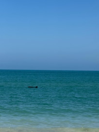 Dolphins swimming by us at the beach.