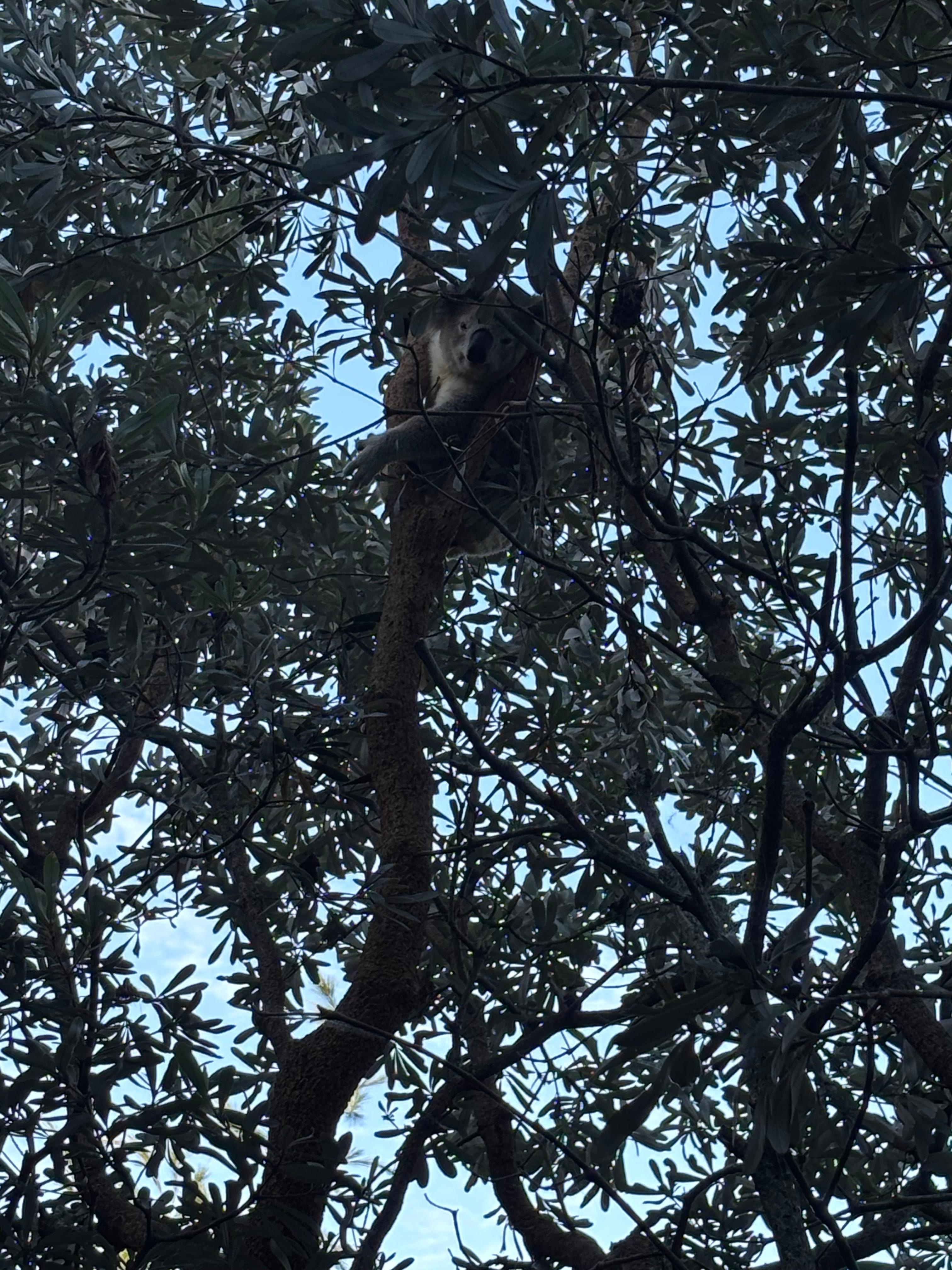 Koala living right outside our room!