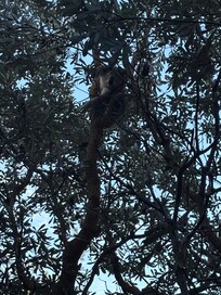Koala living right outside our room!