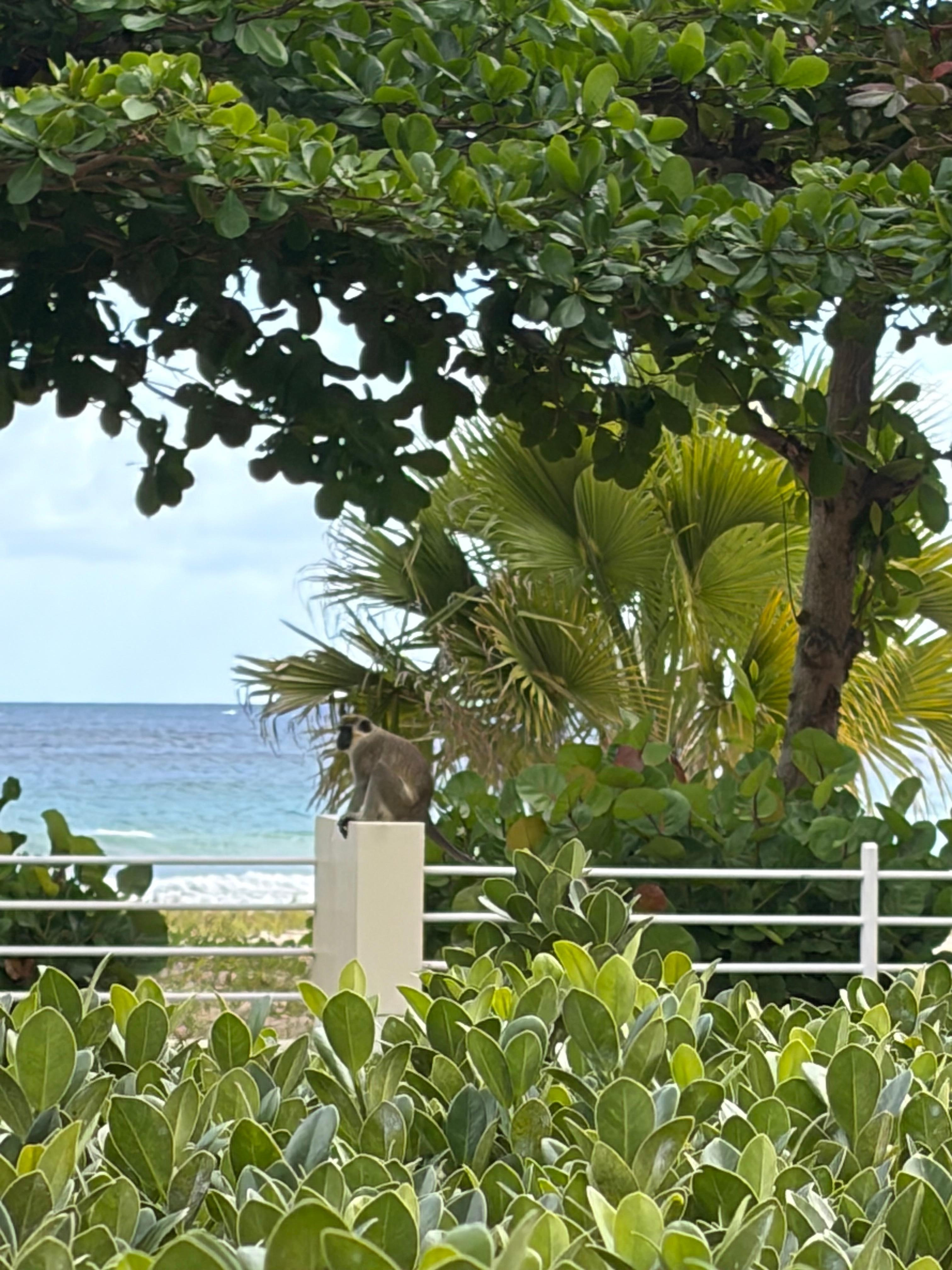 Always a spare monkey for the fun of knowing you are in Barbados. 