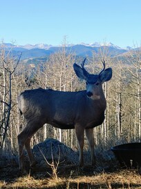 Visitor