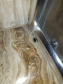 Gece yarısı misafirleri