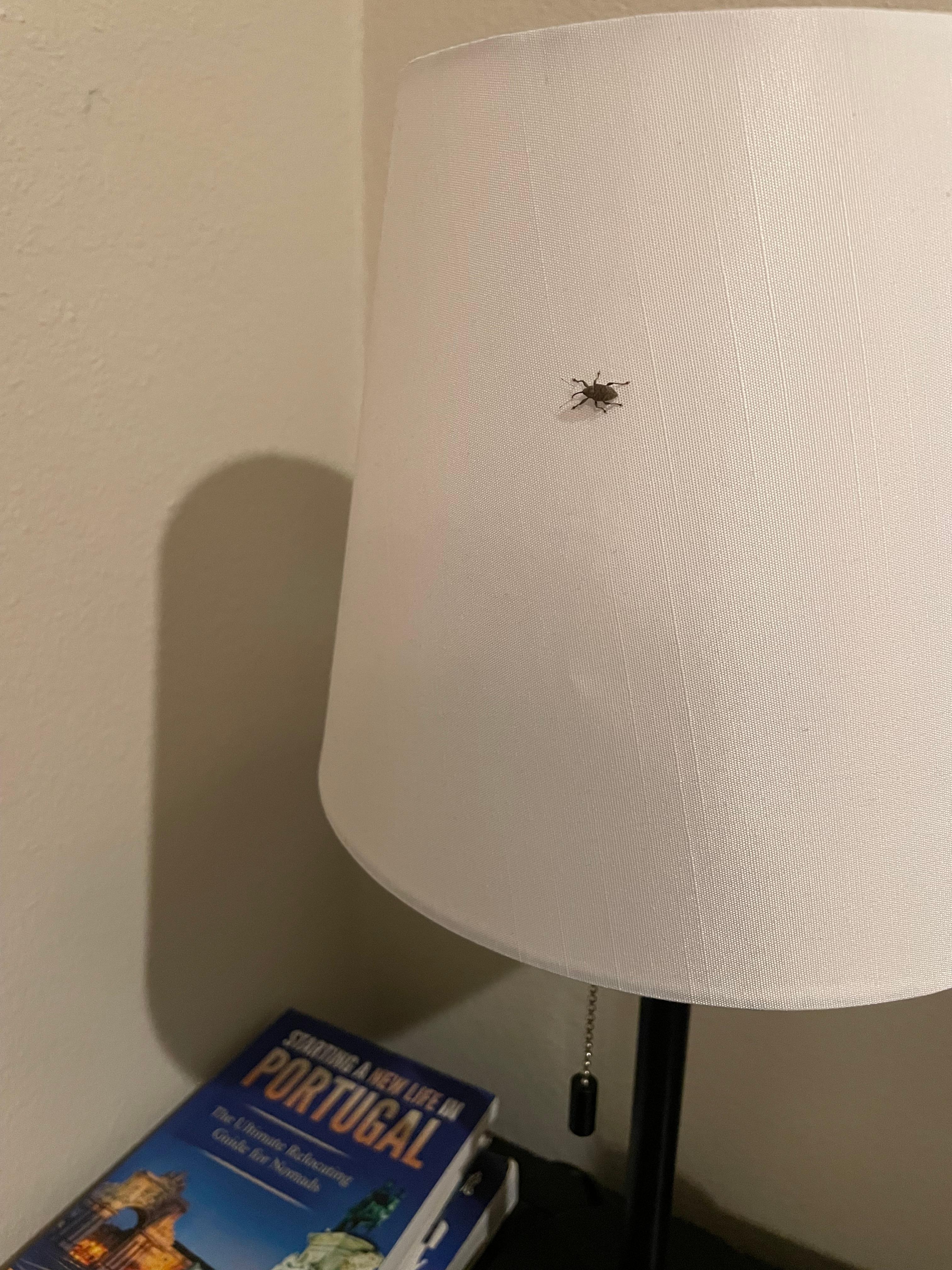 Bug on the nightstand