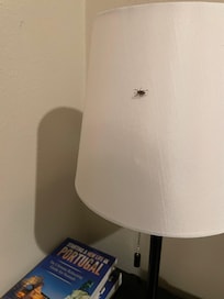 Bug on the nightstand