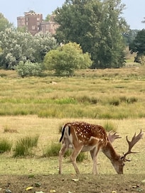 Powderham Castle