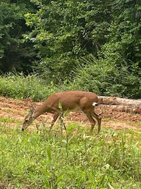 Jay down the road from the cabin.