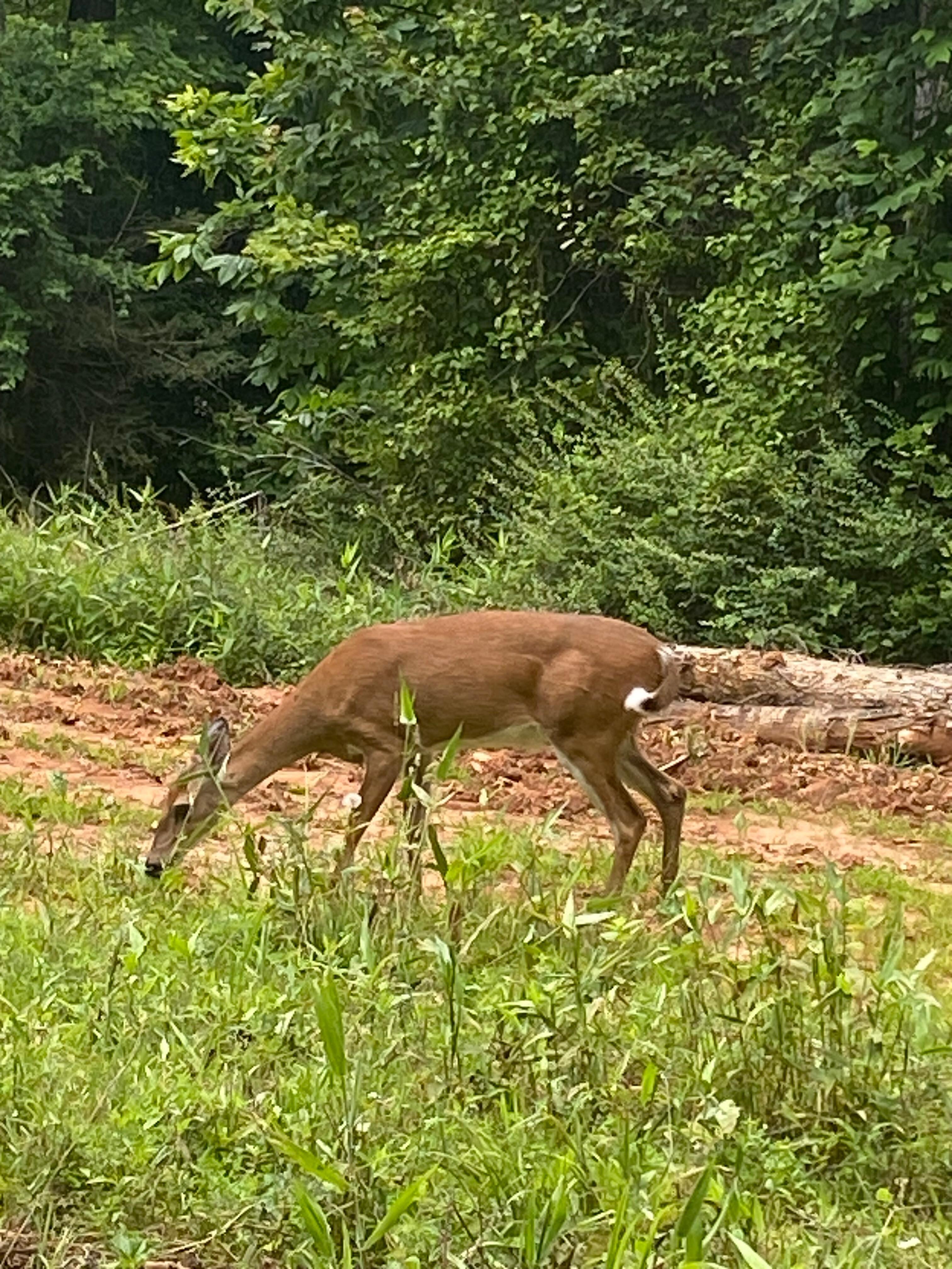 Jay down the road from the cabin. 