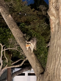 Noisy room allows you to hear other guests conversations, rolling suitcases over the bricks, and raccoons fighting over garbage at night. Room 6 is especially bad as it is right above housekeeping and maintenance.