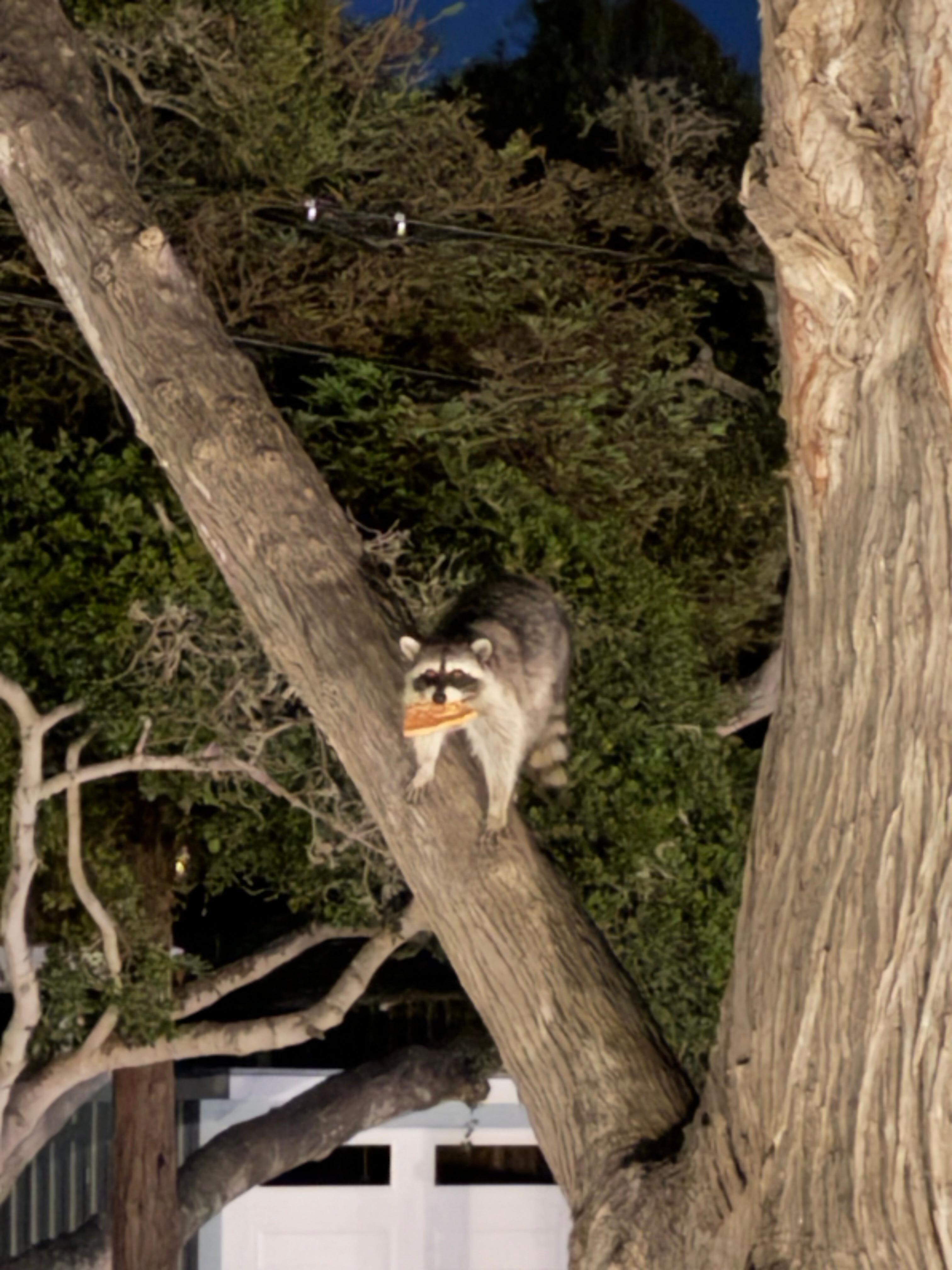 Noisy room allows you to hear other guests conversations, rolling suitcases over the bricks, and raccoons fighting over garbage at night.  Room 6 is especially bad as it is right above housekeeping and maintenance.