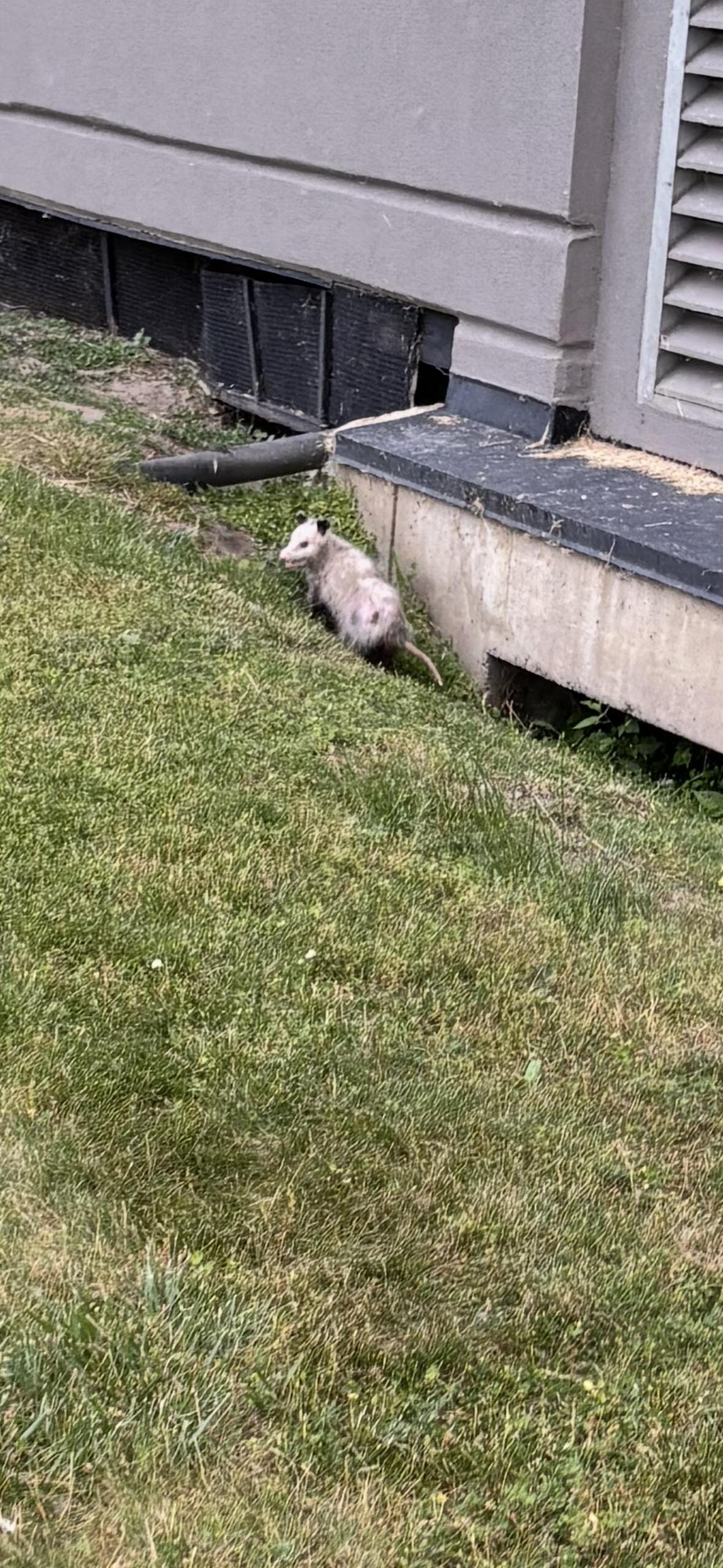 Possum at side entrance 