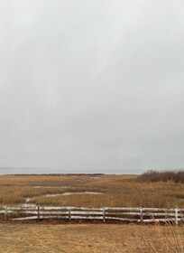 Foggy morning, like a Wyeth painting out the back door.