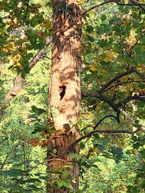 Nice trees