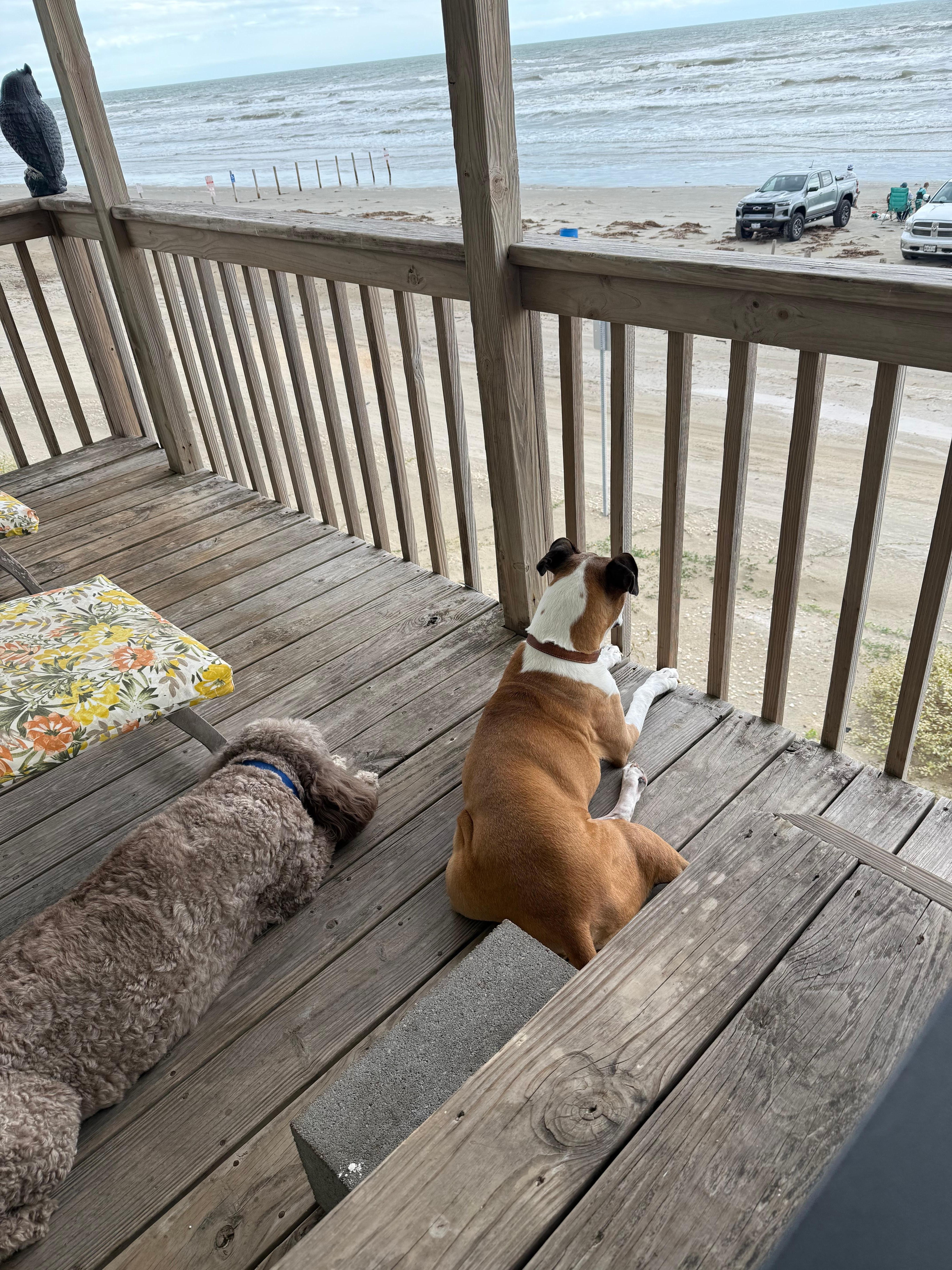 Our pups loved the deck! 