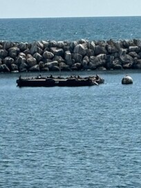 Sea Lions