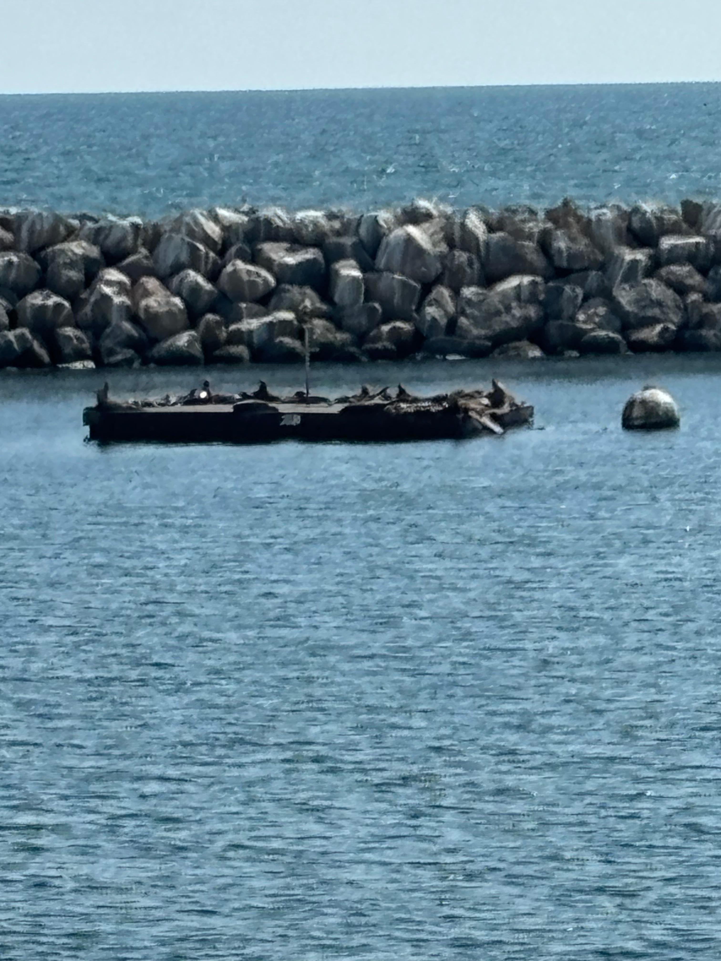 Sea Lions