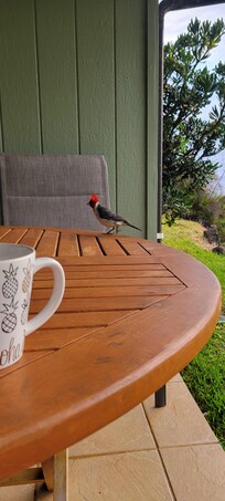 Lanai dining table and morning bird visitor. Ocean visible from this spot!