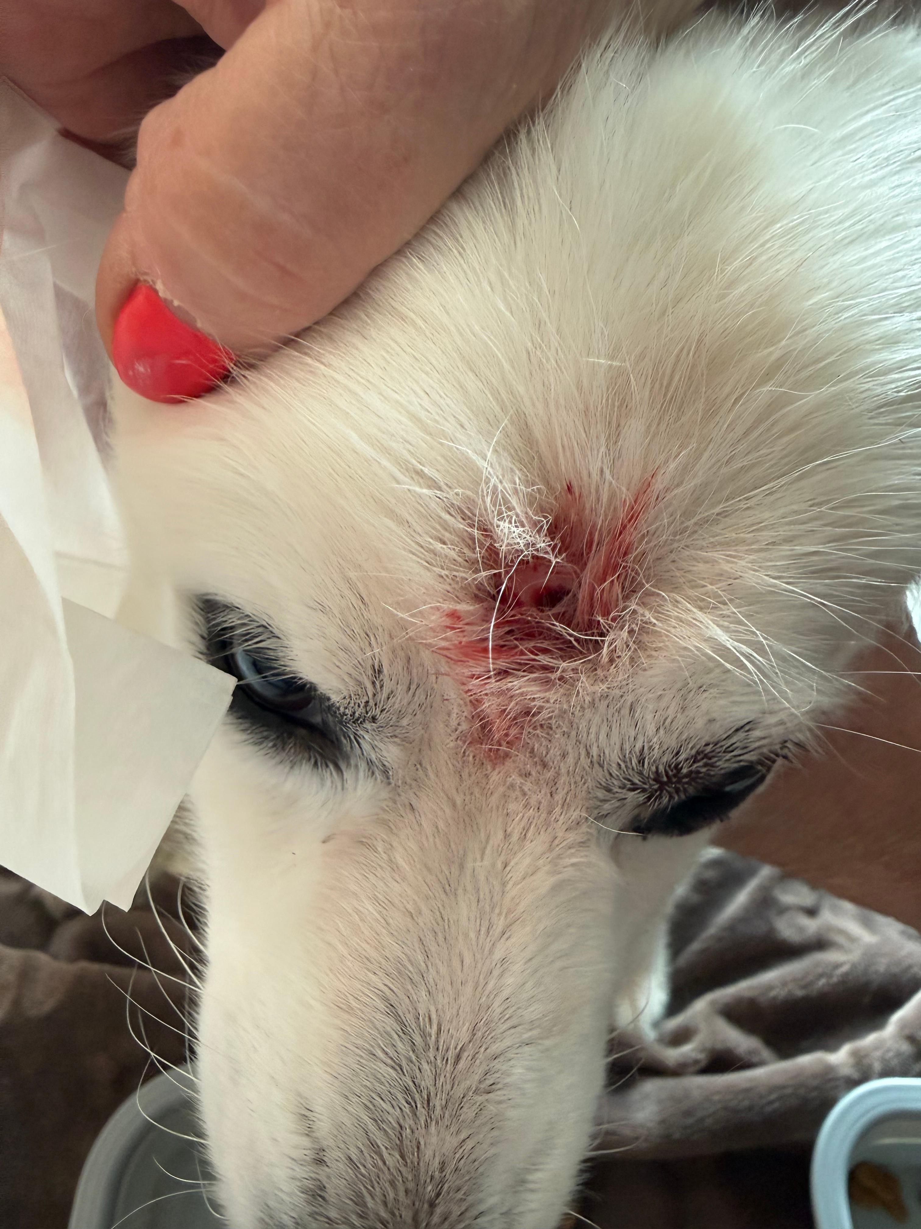 Attack dog bite in head , also got me.  Management was unphased.