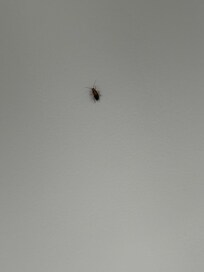 Roach in the bathroom