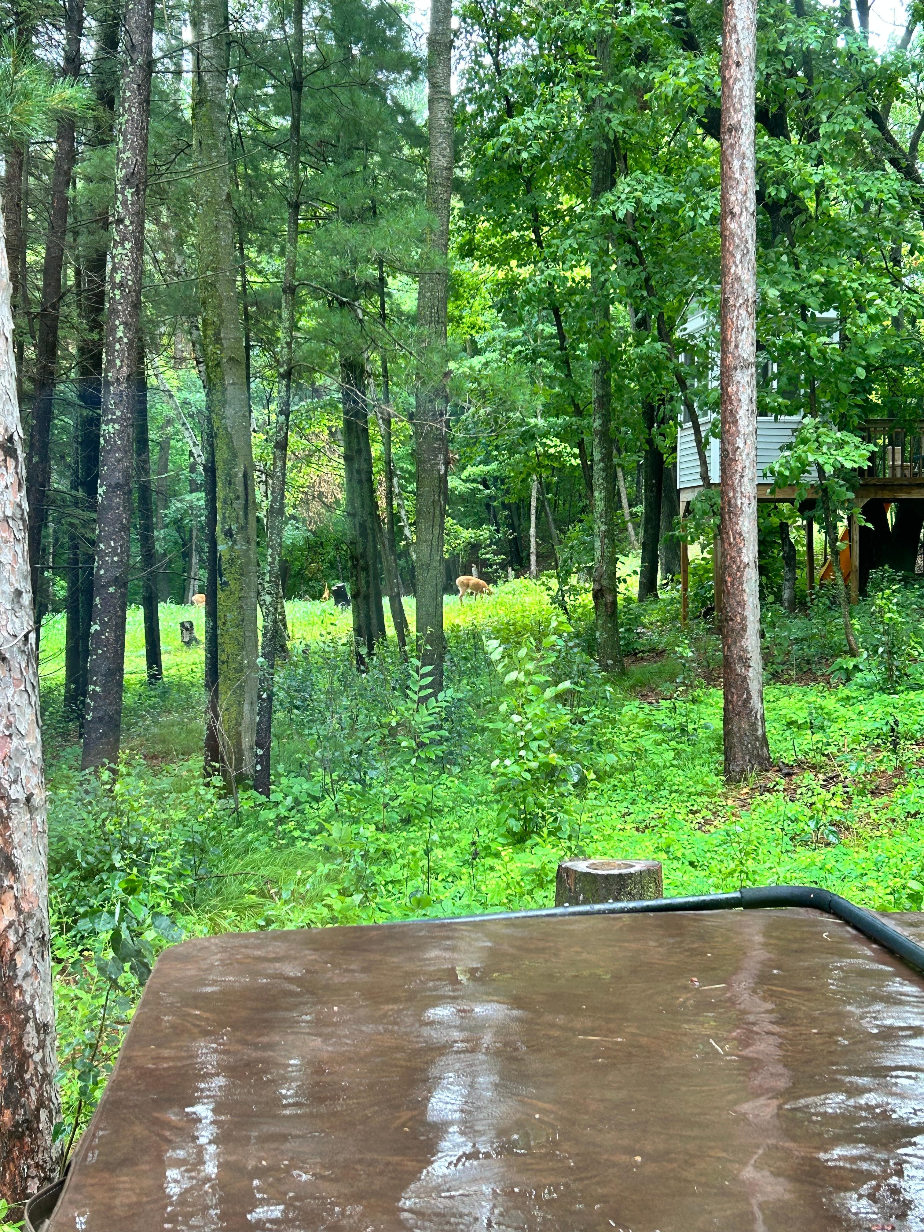 Photos from the bedroom window. We’d see deer here daily