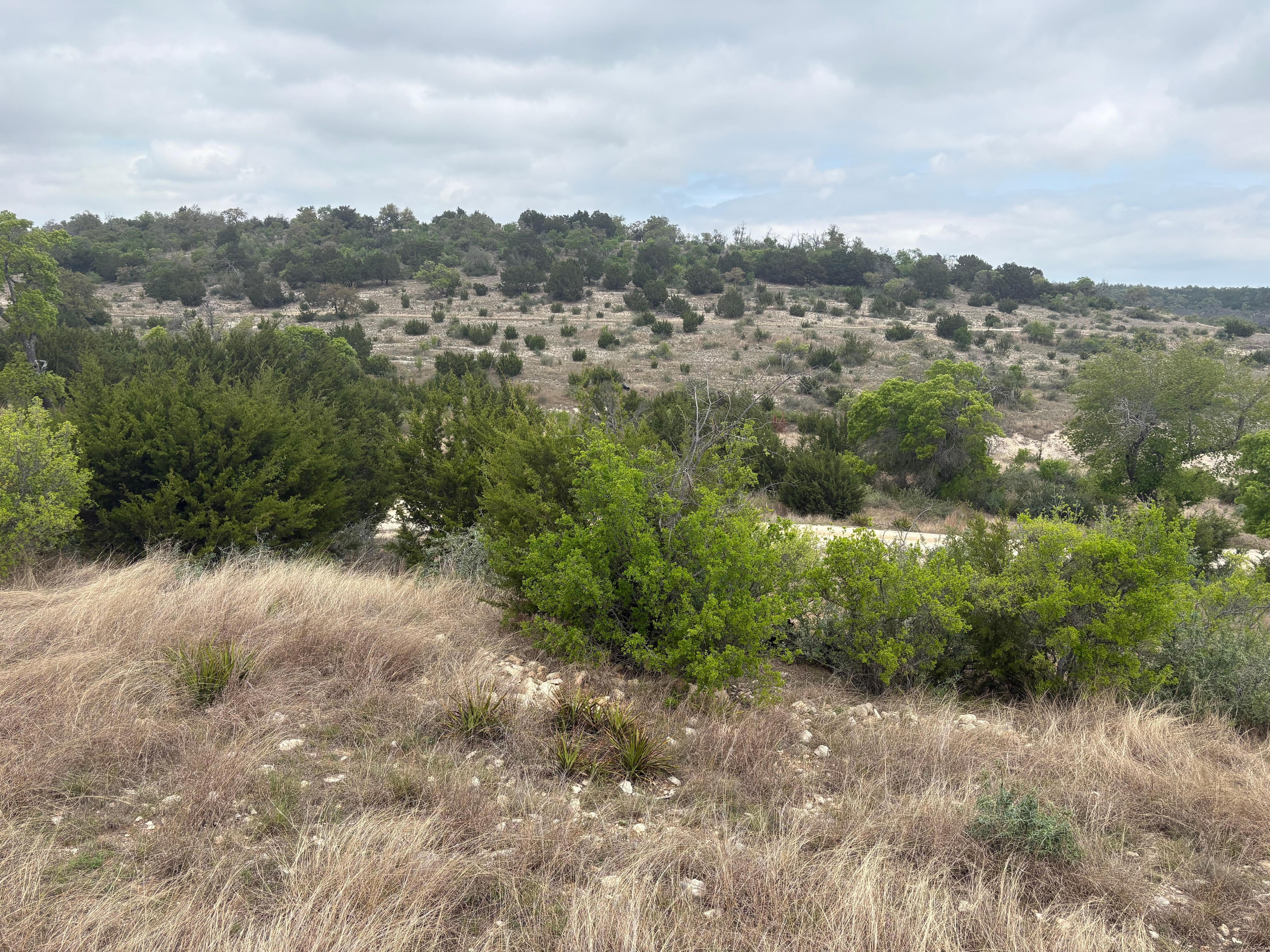 View off the back porch. The birds were always singing. 