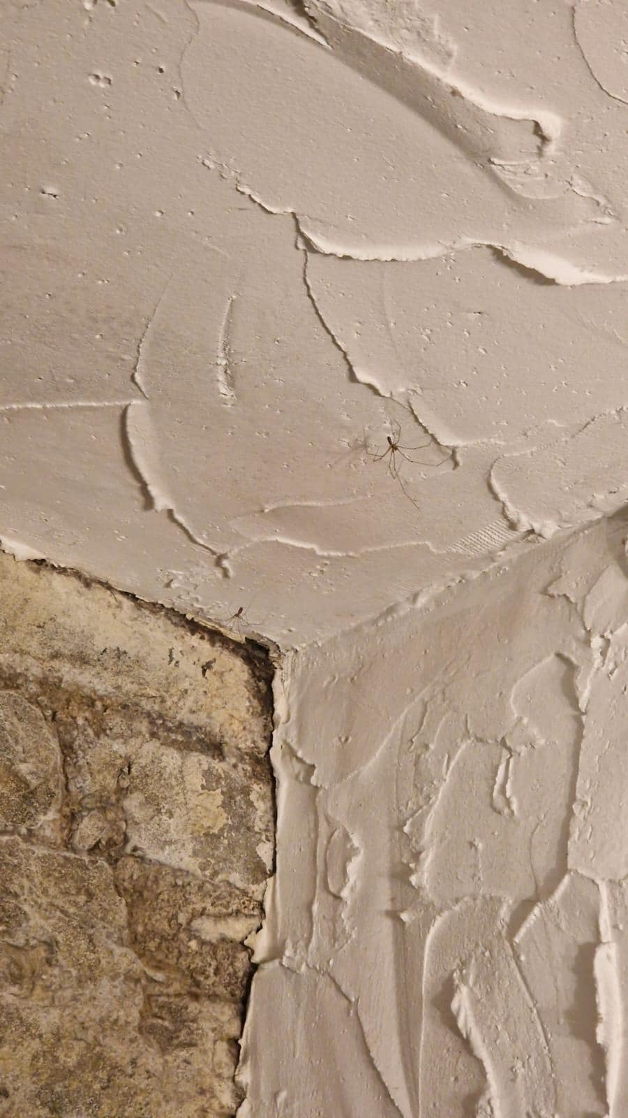 Aranhas em vários cantos das paredes. Essas estavam no banheiro.