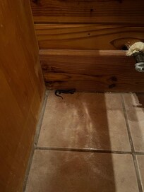 Lizard in bathroom