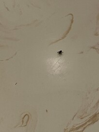 And more flies
