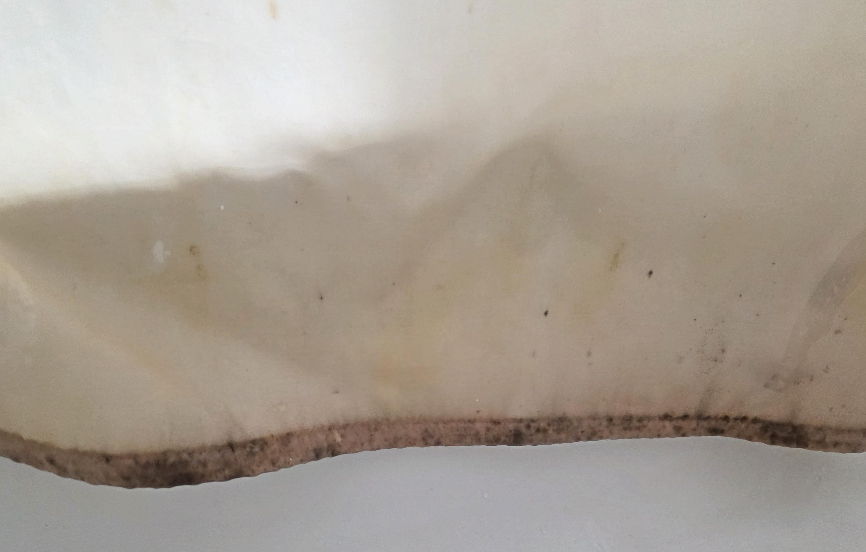 Moldy Shower Liner