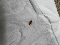Cockroach
