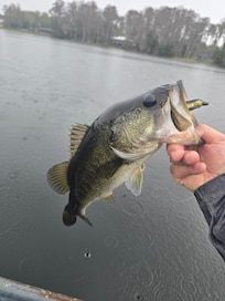 No shortage of hungry bass.