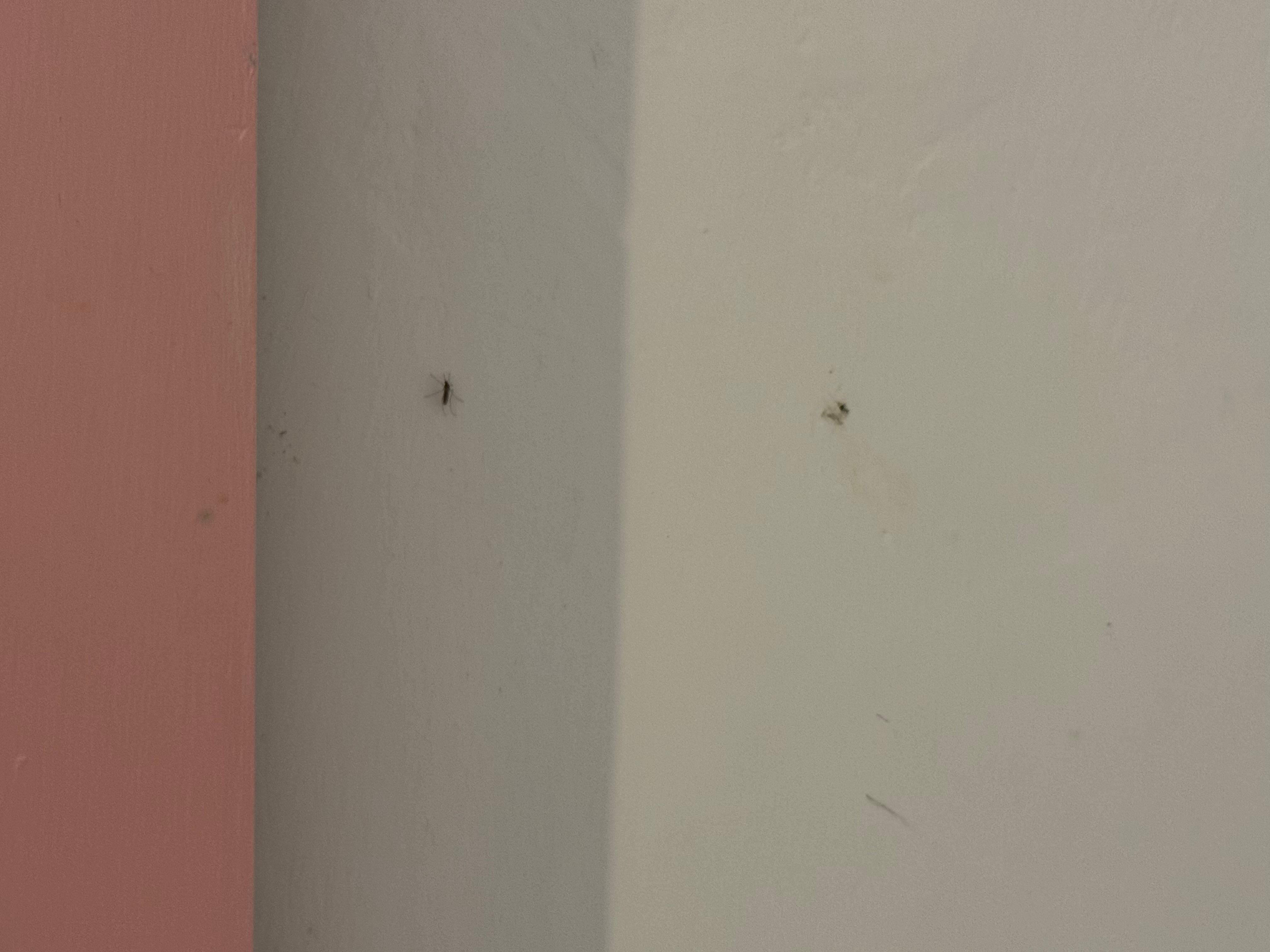 flies and mosquitos on walls