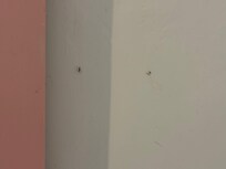flies and mosquitos on walls