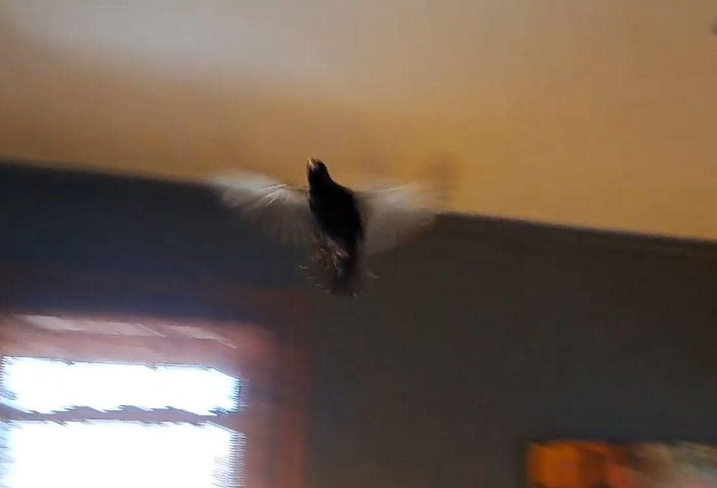 Another screenshot from the video we took. We were able to get it into a spare bedroom, where we opened a window for it to escape.