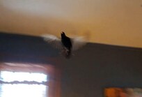 Another screenshot from the video we took. We were able to get it into a spare bedroom, where we opened a window for it to escape.