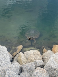 Turtle in the pond before beach access