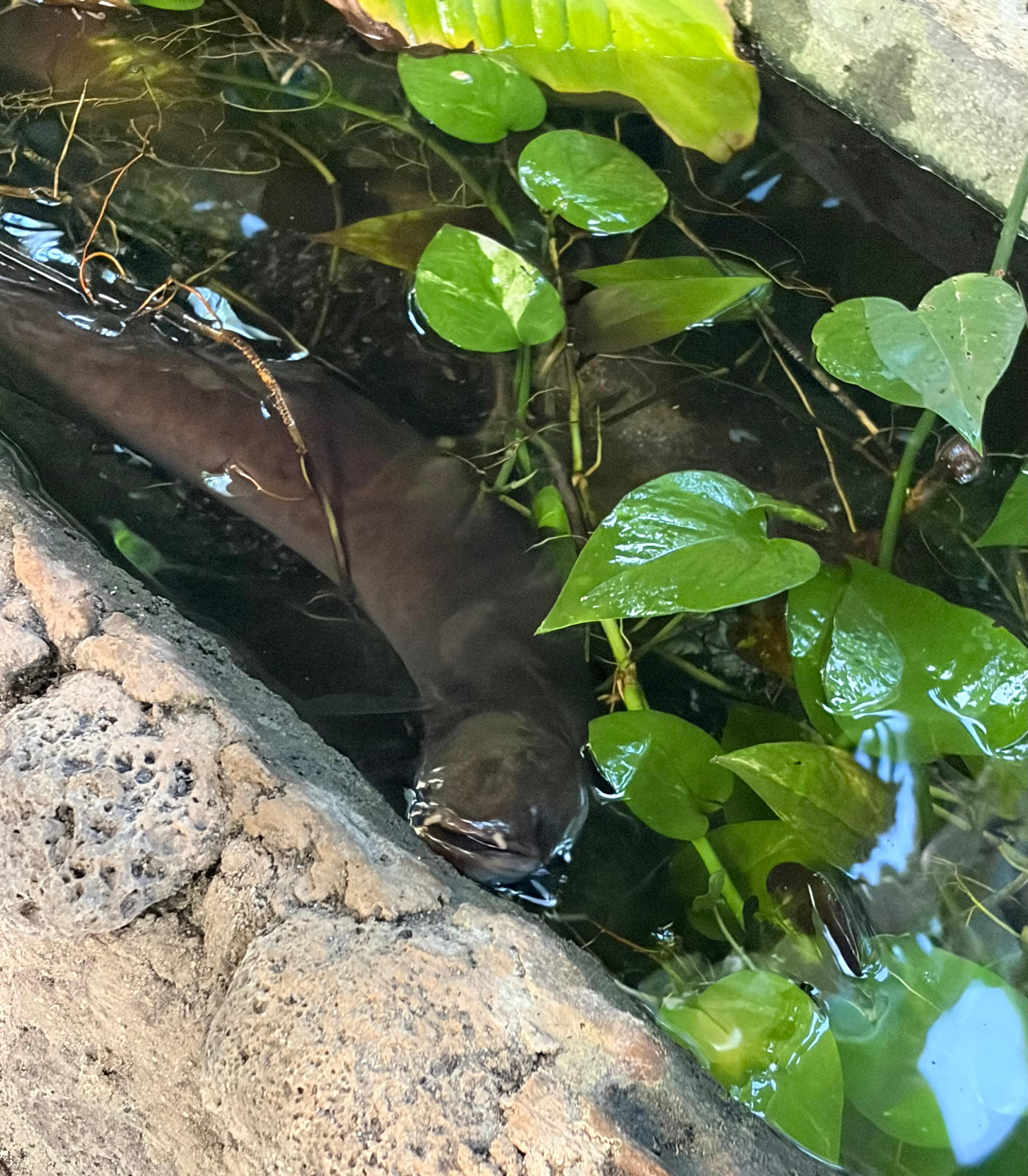 Resident blue eyed eel