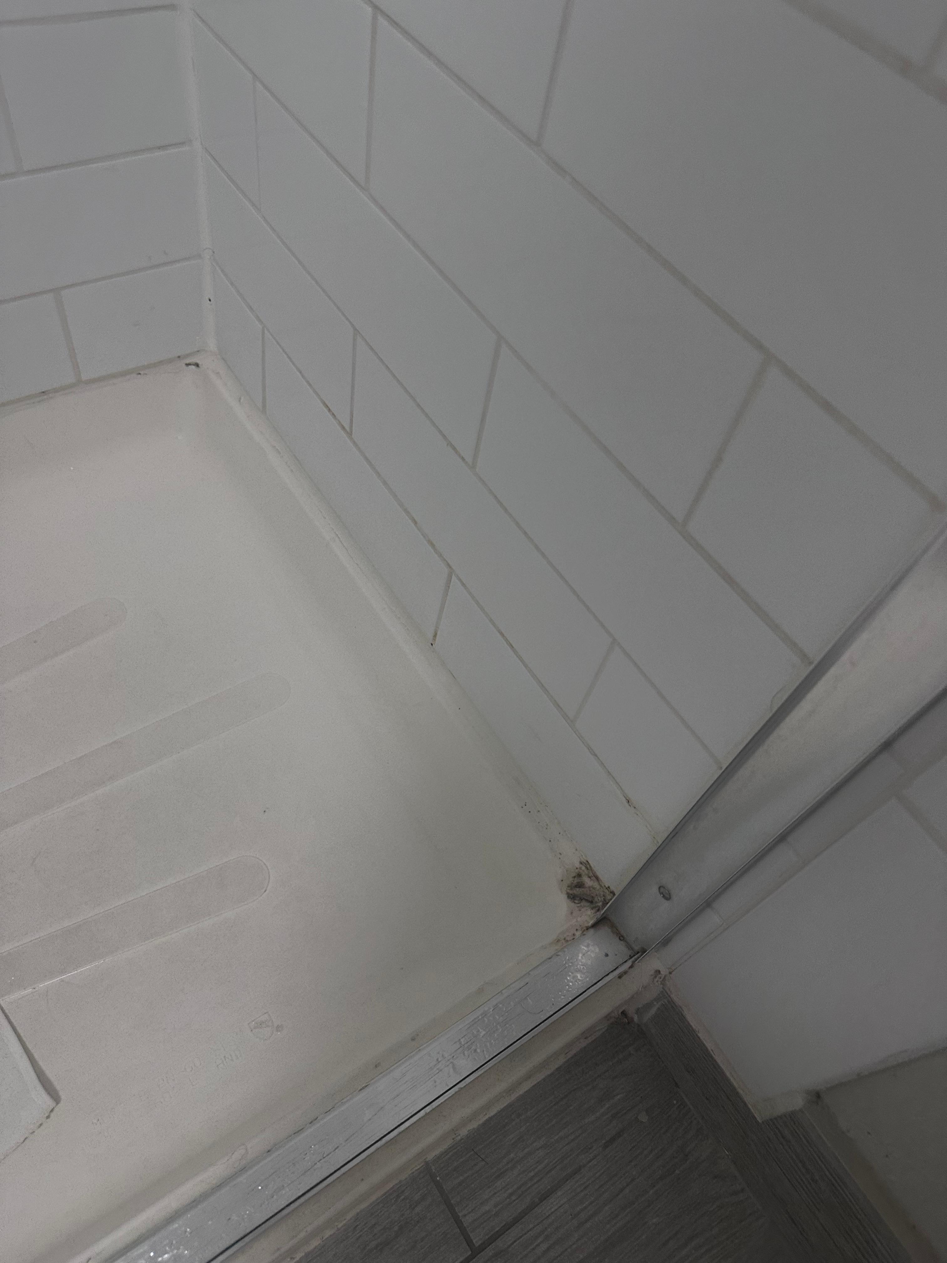 Mold in shower