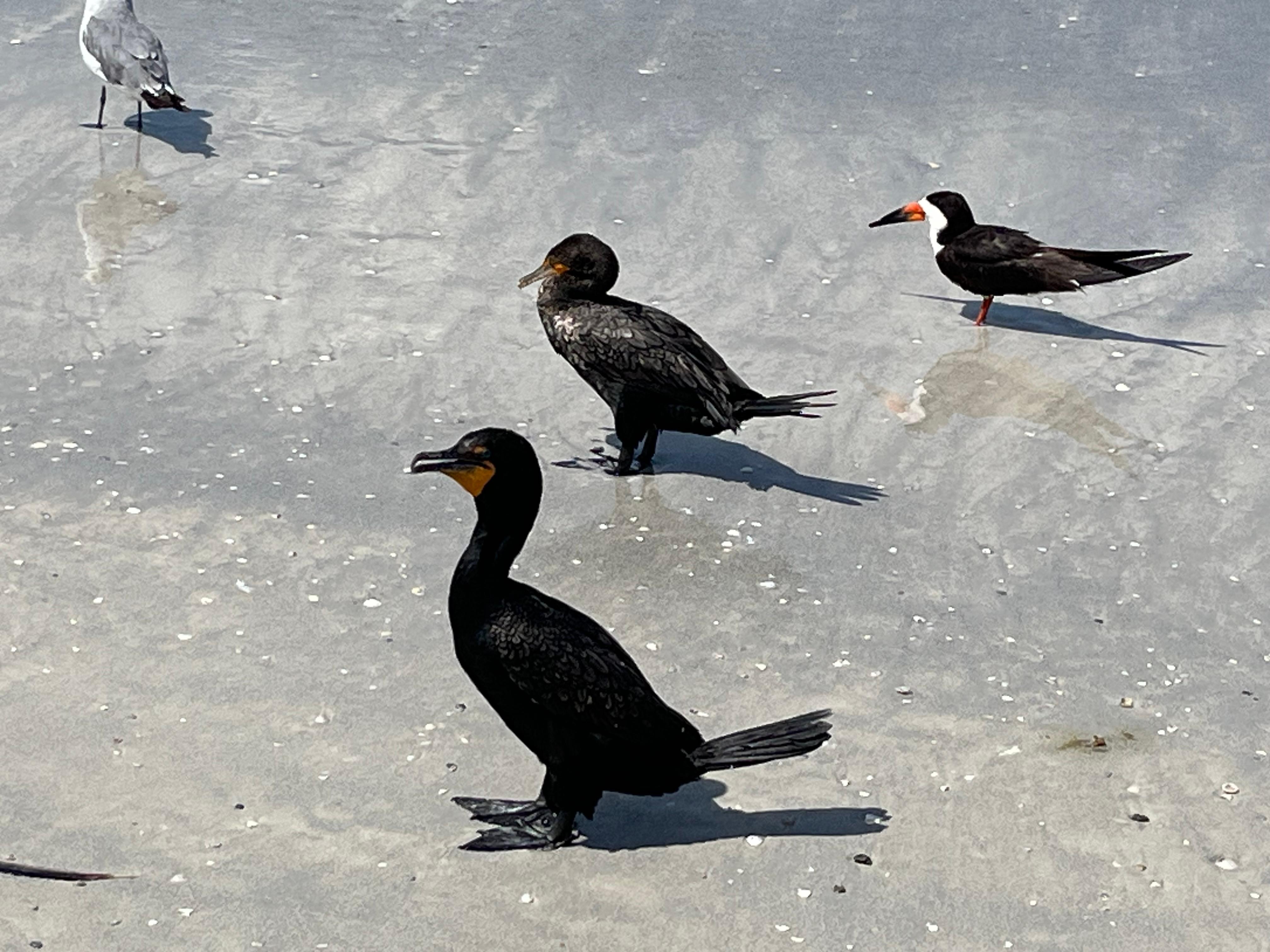 Hanging with the flock. 