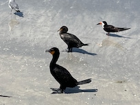 Hanging with the flock.