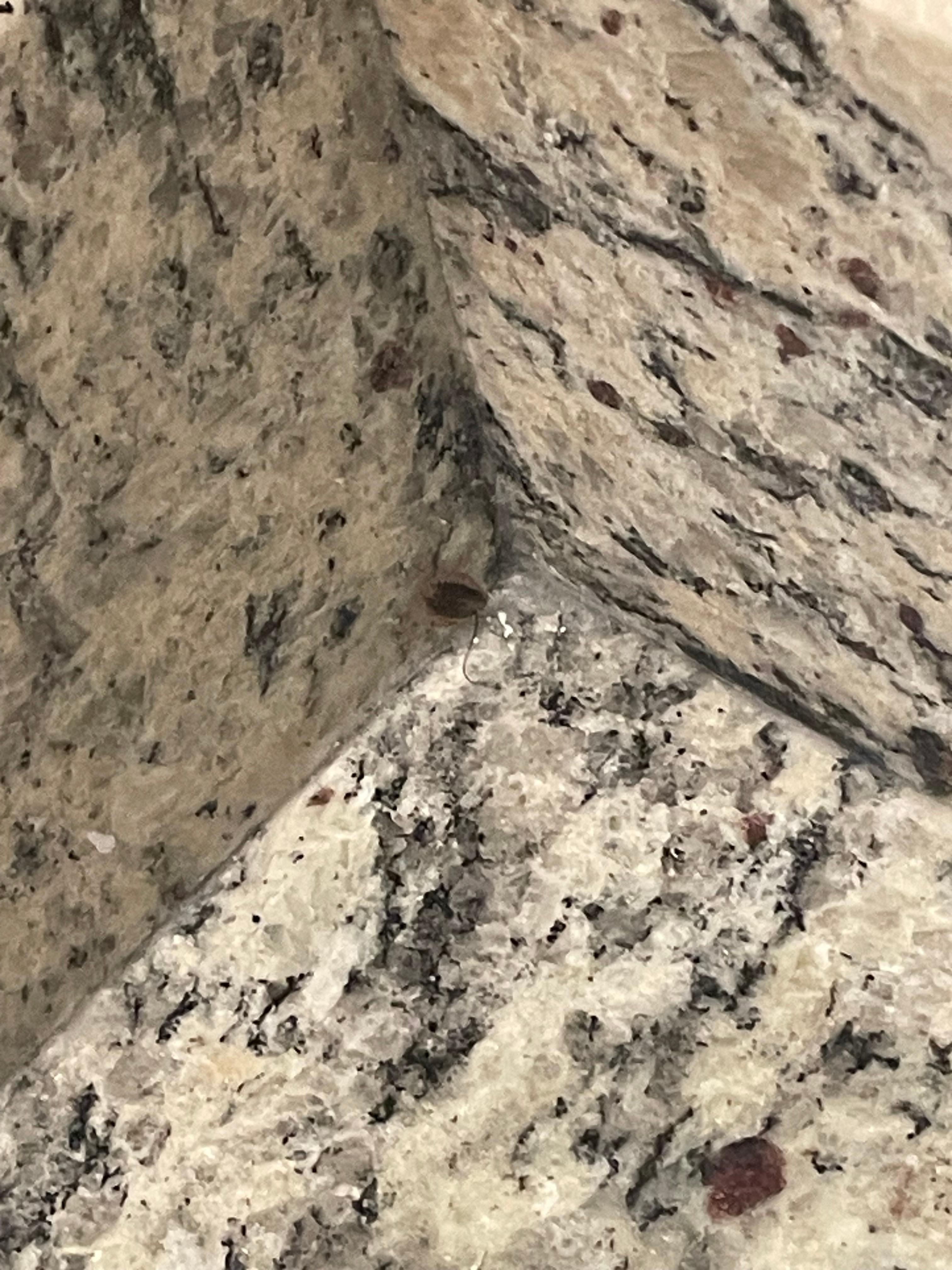 A roach is in the corner in the bathroom 