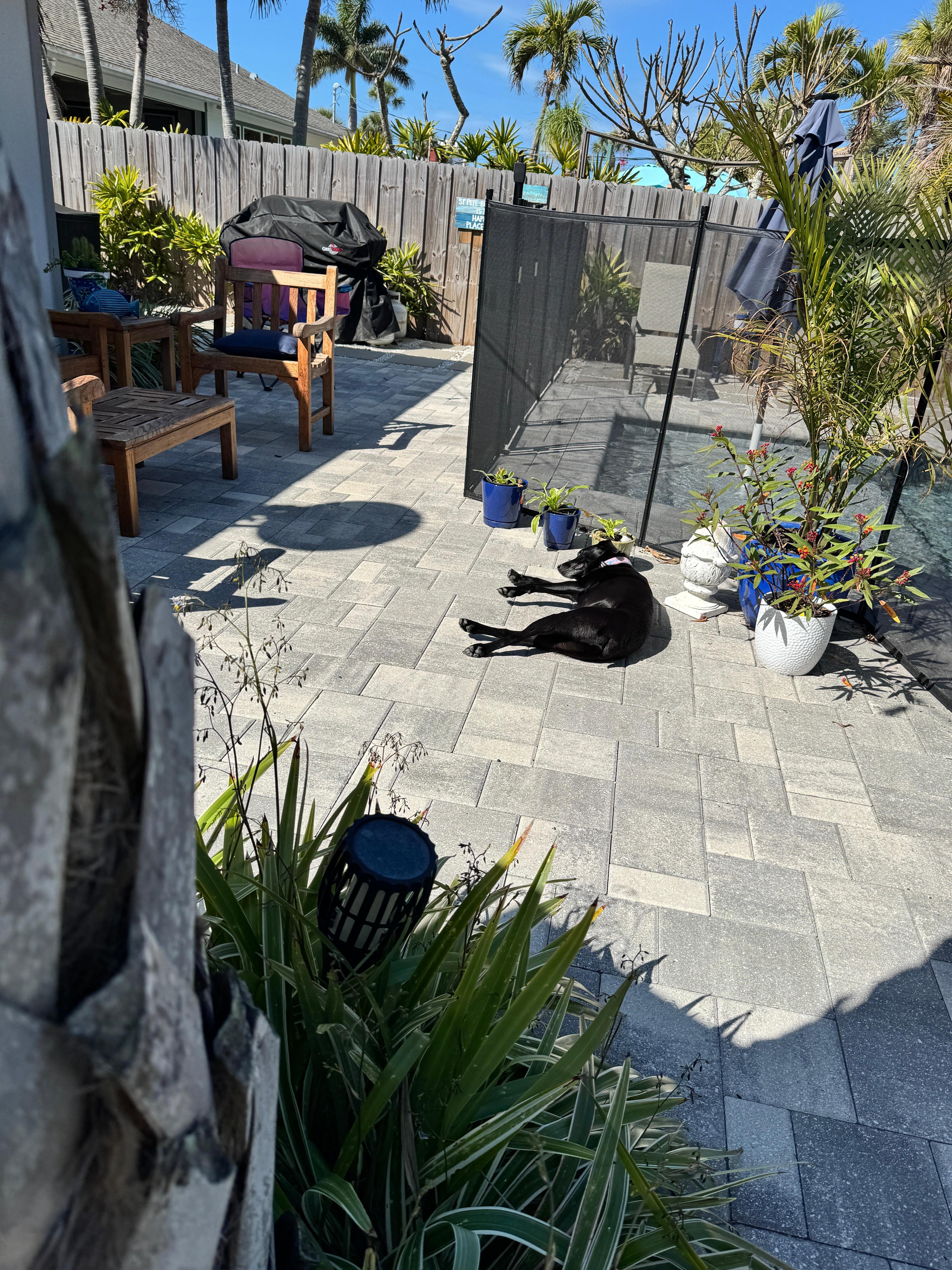 Chilling in the backyard 