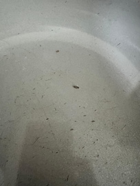 Mouse droppings inside cooking pan.