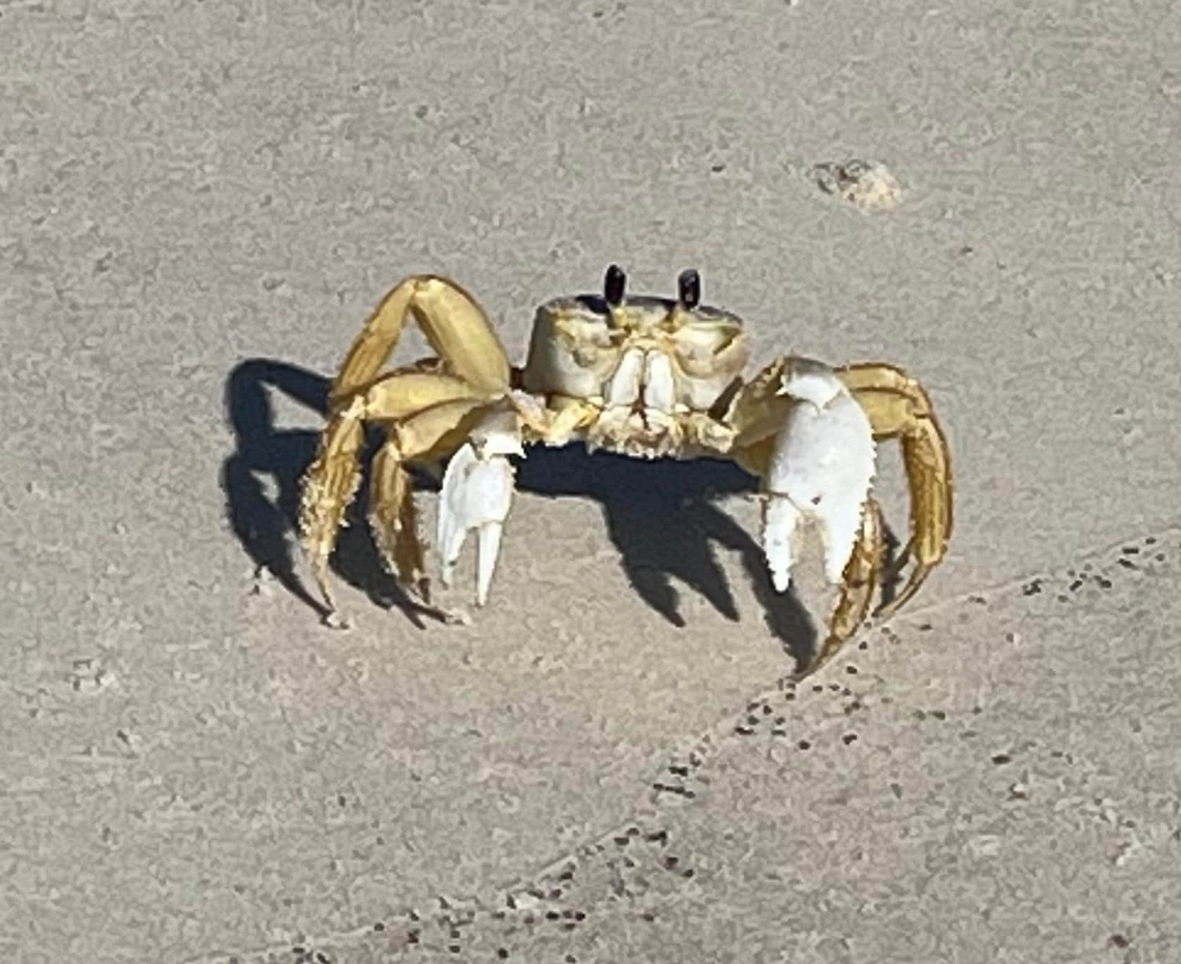 Ghost crab