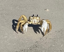 Ghost crab
