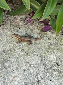 Curly tail lizard